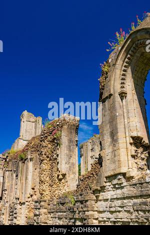 Einige der Ruinen der Glastonbury Abbey haben jetzt eine farbenfrohe Ergänzung von roten Baldrianblüten im Sommer, Somerset, England, Großbritannien Stockfoto