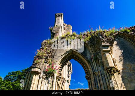 Einige der Ruinen der Glastonbury Abbey haben jetzt eine farbenfrohe Ergänzung von roten Baldrianblüten im Sommer, Somerset, England, Großbritannien Stockfoto