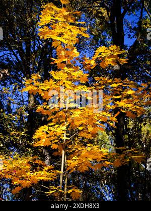 Strahlende Sonne: Die Herbstsonne erleuchtet die goldenen Blätter eines Baumes und erzeugt ein warmes Leuchten. Stockfoto