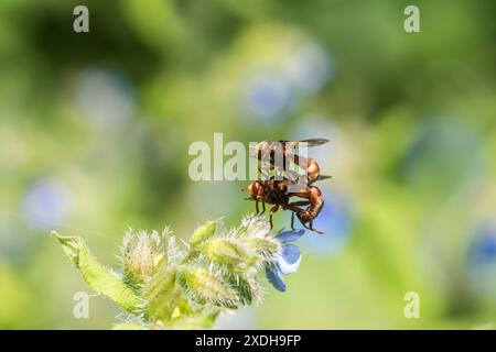 Paarung der Conopidfliege, Ferruginous Bee-Grabber (Sicus ferrugineus) im Richmond Park Stockfoto