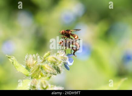 Paarung der Conopidfliege, Ferruginous Bee-Grabber (Sicus ferrugineus) im Richmond Park Stockfoto