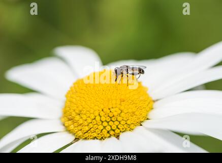 Dickbeinige Hoverfly (Syritta pipipiens) auf der Suche nach einer Ochsenaugen Daisy Stockfoto