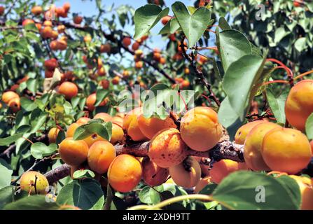 Nahaufnahme des Reifen Bio-Aprikosenzweigs im Obstgarten an sonnigen Sommertagen Stockfoto