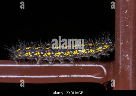 Callimorpha dominula Familie Erebidae Gattung Callimorpha Scarlet Tiger Moth raupe wilde Natur Insektenfotografie, Bild, Tapete Stockfoto