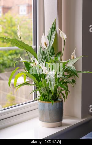 Wallis Peace Lily (Spathiphyllum wallisii) ist eine tropische immergrüne krautige Pflanze mit glänzenden dunkelgrünen Blättern und eiförmigen weißen Blüten. UK Stockfoto