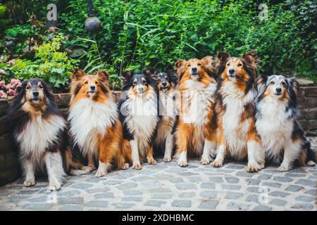 Gruppe von Shetland Sheepdogs Stockfoto