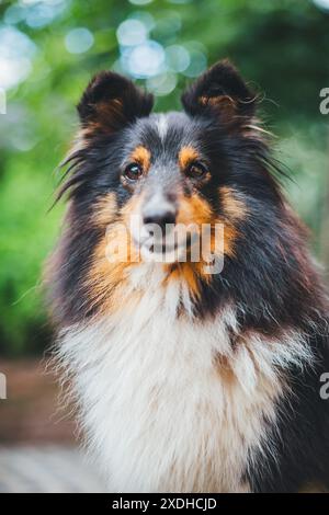 Shetland Sheepdog Stockfoto