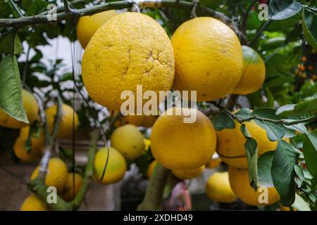 Hanoi, Vietnam - 29. Januar 2024: Grapefruit hängt an einem Baum in den Gärten des taoistischen Tempels Quan Thanh, Hanoi Stockfoto