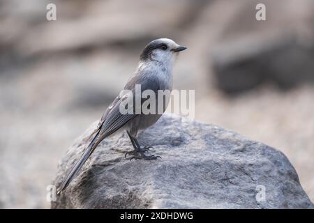 Nahaufnahme eines Canada Jay. Banff National Park, Kanadische Rockies, Alberta, Kanada. Grey jay, Grey jay, Camp Räuber, Whisky Jack. Stockfoto