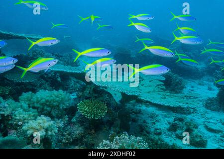 Mosambik, Cabo Delgado, Matemo Island, Yellow Blueback Fusilier (Caesio teres), Blue and Gold Fusilier, Yellow-Tail Fusilier Stockfoto