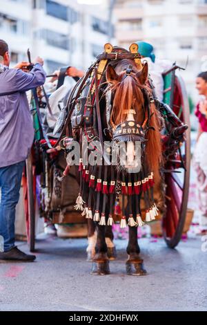 Pferd bei der Fronleichnamsprozession in Villajoyosa Stockfoto