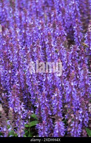 Blue Flowers Salvia nemorosa „Blue Field“ Hardy, Gartenpflanze mehrjährig Stockfoto