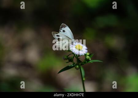 Schmetterling auf einer Blume im Wald, Nahaufnahme Stockfoto