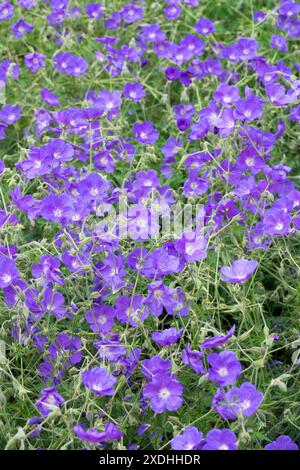 Hardy, Geranium „Eureka Blue“ Stockfoto