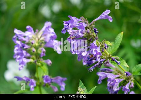 Katzenminze Nepeta „Weinheim Big Blue“ Blume Stockfoto