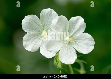 Weiß, Flower Hardy Geranium pratense „Galactic“ Stockfoto