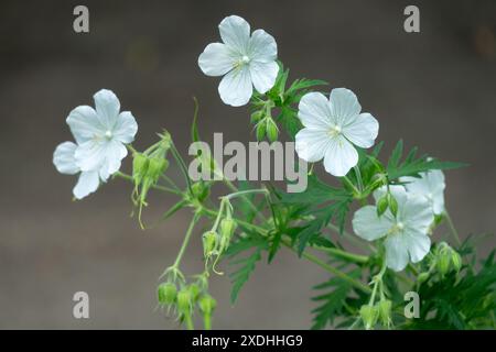 Weiß, Flowers Hardy Geranium pratense „Galactic“ Stockfoto