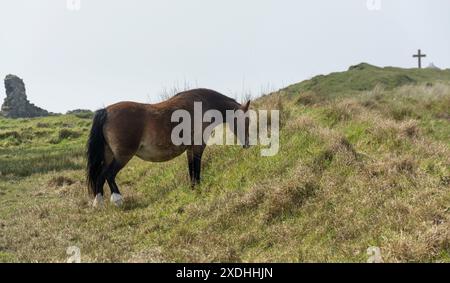 Walisisches Pony auf Llanddwyn Island, Isle of Anglesey, Nordwales, Vereinigtes Königreich. Aufgenommen am 2. Mai 2024. Stockfoto