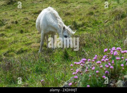 Walisisches Pony auf Llanddwyn Island, Isle of Anglesey, Nordwales, Vereinigtes Königreich. Aufgenommen am 2. Mai 2024. Stockfoto