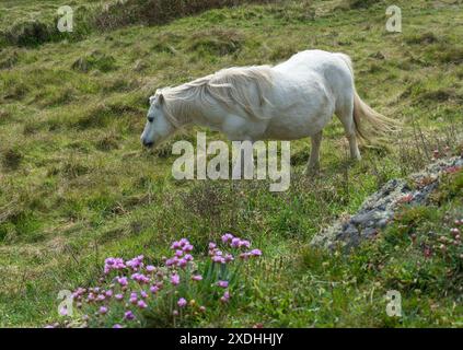 Walisisches Pony auf Llanddwyn Island, Isle of Anglesey, Nordwales, Vereinigtes Königreich. Aufgenommen am 2. Mai 2024. Stockfoto