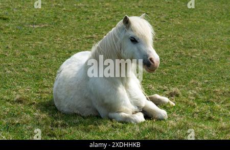 Walisisches Pony auf Llanddwyn Island, Isle of Anglesey, Nordwales, Vereinigtes Königreich. Aufgenommen am 2. Mai 2024. Stockfoto