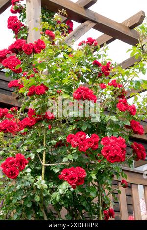 Rote Rosa Rosen Rosaceae, Blumenblumen Blühende Blüten Blühend In Der Blüte, Gartenpflanzen Sträucher, Klettersteiger Stockfoto