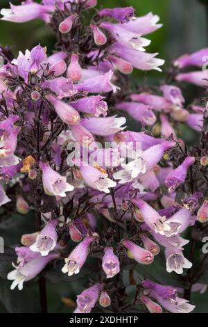 Pinkfarbene Blüte Penstemon davidsonii „Dakota Burgundy“, Pflanzen, Bärtzunge Blüten Stockfoto