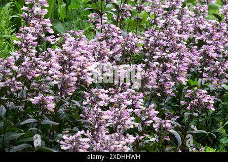 Pink, Lila, Penstemon davidsonii „Dakota Burgundy“, Gartenpflanze, Bartzunge Bartzunge blüht Stockfoto