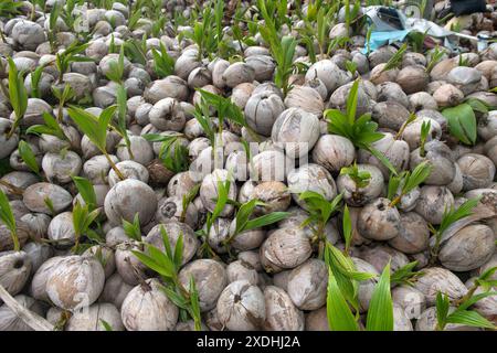 Kokosnusskeimlinge, Früchte der Kokospalme (Cocos nucifera), Koh Samui, Thailand Stockfoto