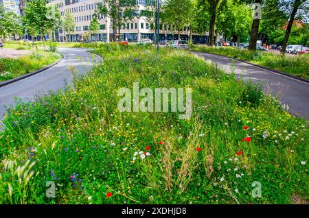 Leiden, Niederlande, 22. Juni 2024: Asphaltstraße in der Altstadt mit einer Fülle von Wildblumen im Mittelstreifen und an den Rändern Stockfoto