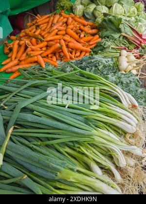 Nahaufnahme verschiedener frischer Gemüse auf dem Markt, frisch geerntete rohe Karotten, Kohl, Leckagen und Rettich für den Verkauf, selektiv im Fokus Stockfoto