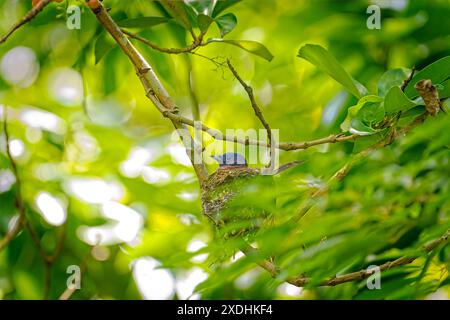 Schwarz genoppte Weibchen sitzt auf dem Nest Stockfoto