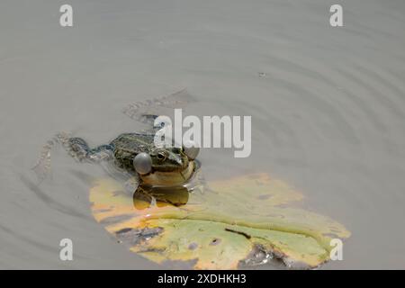 Marsh Frosch Rana ridibunda, männlich singend mit aufgeblähten Stimmsäcken auf Wasservegetation pustete den Hals aus grünem Körper mit spitzem Gesicht, goldenen Augen Stockfoto