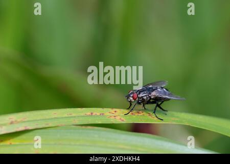 Fliegen Sie wie gewöhnliche Hausfliege Musca domestica, rote Augen auf der Seite des Kopfes hoch auf der Vegetation im Freien großer Kopierraum weicher Hintergrund Querformat Stockfoto