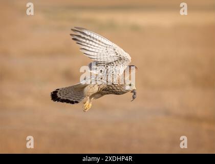Kleiner Kestrel im Flug mit Beute Stockfoto