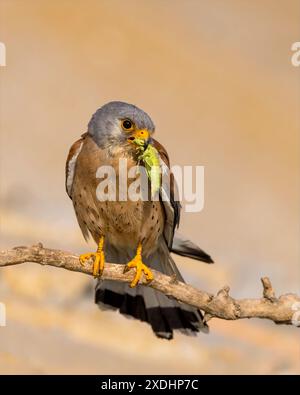 Kleiner Kestrel mit Grasshopper Beute Stockfoto