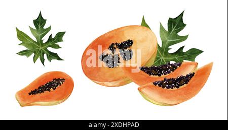 Aquarellpapaya isoliert auf weißem Hintergrund. Handgezeichnete Zeichnungen tropischer reifer Früchte. Café- und Menüdesign Stockfoto