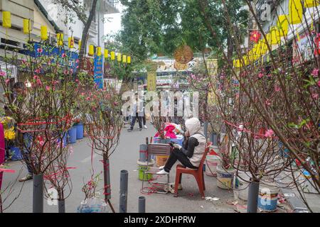 Hanoi, Vietnam - 10. Februar 2024: Rosa Kirschblüte auf einem Baum zum Verkauf auf einem Tet-Markt in Hanoi Stockfoto