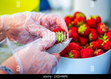 Nahaufnahme weiblicher Hände in Handschuhen, die Erdbeeren mit dem Messer reinigen. Stockfoto