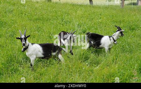 Anton Geisser 23.06.2024 Tessin Schweiz. Landwirtschaft Ziegen Ziegenhaltung Bild : Ziegen Nera Verzasca Tessin *** Anton Geisser 23 06 2024 Tessin Schweiz Landwirtschaft Ziegen Ziegenhaltung Bild Ziegen Nera Verzasca Tessin Stockfoto