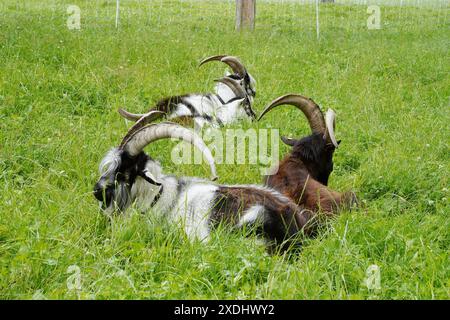 Anton Geisser 23.06.2024 Tessin Schweiz. Landwirtschaft Ziegen Ziegenhaltung Bild : Ziegen Nera Verzasca Tessin *** Anton Geisser 23 06 2024 Tessin Schweiz Landwirtschaft Ziegen Ziegenhaltung Bild Ziegen Nera Verzasca Tessin Stockfoto