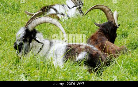 Anton Geisser 23.06.2024 Tessin Schweiz. Landwirtschaft Ziegen Ziegenhaltung Bild : Ziegen Nera Verzasca Tessin *** Anton Geisser 23 06 2024 Tessin Schweiz Landwirtschaft Ziegen Ziegenhaltung Bild Ziegen Nera Verzasca Tessin Stockfoto