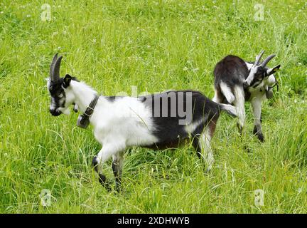 Anton Geisser 23.06.2024 Tessin Schweiz. Landwirtschaft Ziegen Ziegenhaltung Bild : Ziegen Nera Verzasca Tessin *** Anton Geisser 23 06 2024 Tessin Schweiz Landwirtschaft Ziegen Ziegenhaltung Bild Ziegen Nera Verzasca Tessin Stockfoto