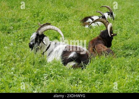 Anton Geisser 23.06.2024 Tessin Schweiz. Landwirtschaft Ziegen Ziegenhaltung Bild : Ziegen Nera Verzasca Tessin *** Anton Geisser 23 06 2024 Tessin Schweiz Landwirtschaft Ziegen Ziegenhaltung Bild Ziegen Nera Verzasca Tessin Stockfoto