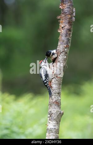 Junges und Weibchen Spechte, Dendrocopos Major, auf einem Baumstumpf, Junges wird von Weibchen gefüttert Stockfoto