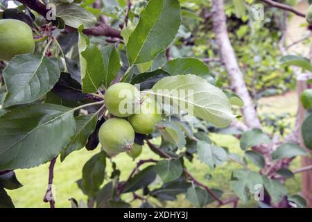 Grüne junge Äpfel auf einem Apfelbaum, Stockfoto