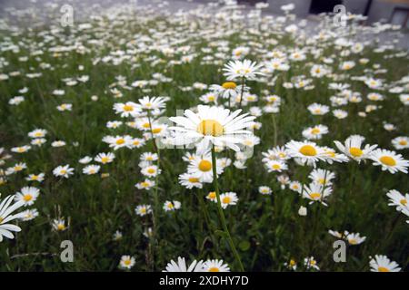 Oxeye Gänseblümchen oder Ox Eye Gänseblümchen oder Marguerite Leucanthemum vulgare Chrysanthemum leucanthemum Stockfoto