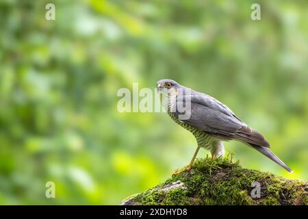 Eurasischer Sparrowhawk, Accipiter nisus, auf einem moosbedeckten Zweig Stockfoto