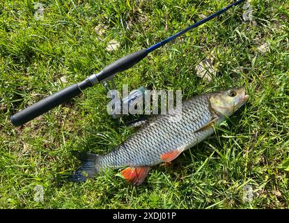 Ein Chub-Fisch liegt auf dem Gras neben einer Angelstange. Der Fisch ist klein und hat einen roten Streifen Stockfoto