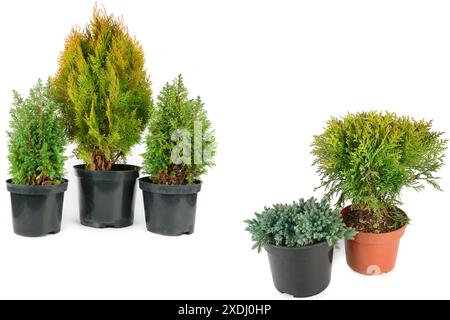 Umpflanzen Thuja Baum in einem neuen Holz- Topf auf dem Balkon. Schlieen  oben. Entwsserung in einen Plastikbeutel. Garten auf dem Balkon. Leeren  Blumentopf Stockfotografie - Alamy